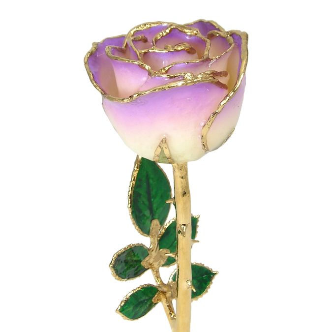 24k Gold Trimmed Rose: 8