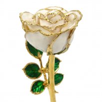 24k Gold Trimmed Rose: 8" White Rose
