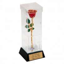 Anniversary 8" Gold Trim Rose in Custom Illuminated Case