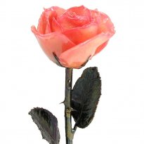 Antique Copper Rose: 11" Pink Rose