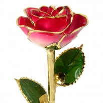 24k Gold Trimmed Rose: 11" Red and Cream Rose