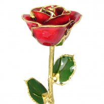 Long Stem 24k Gold Rose: 17" Red Rose