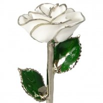 Platinum Trimmed Rose: 11" White Rose