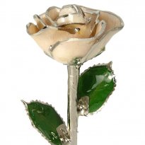 11" Silver Trimmed Ivory White Rose