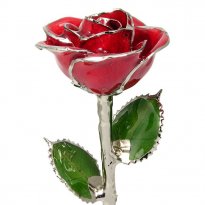 Silver Trimmed Rose: 11"  Red Rose
